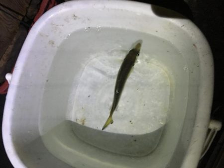 泳がせ釣りでハマチ